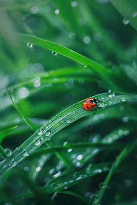 绿叶草丛露珠瓢虫昆虫雨水谷雨惊蛰摄影图 绿叶草丛露珠瓢虫昆虫雨水谷雨惊蛰摄影图