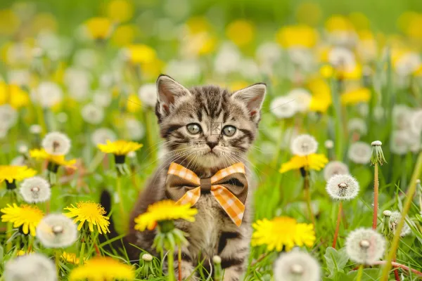 猫咪宠物猫可爱动物摄影图 猫咪宠物猫可爱动物摄影图