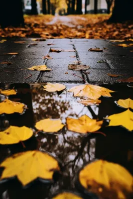 秋季雨天落叶在水坑道路摄影图