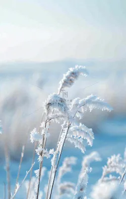 冬天白雪地里的芦苇植物小寒大寒寒露霜降摄影图