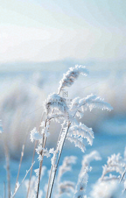 冬天白雪地里的芦苇植物小寒大寒寒露霜降摄影图 冬天白雪地里的芦苇植物小寒大寒寒露霜降摄影图