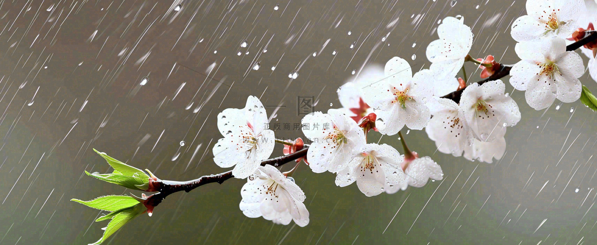 春天下雨花朵谷雨,惊蛰,雨水摄影图