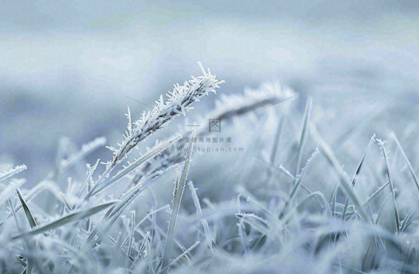 草地上绿叶雾凇泛白霜降摄影图 草地上绿叶雾凇泛白霜降摄影图