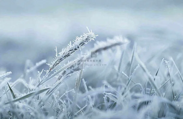 草地上绿叶雾凇泛白霜降摄影图 草地上绿叶雾凇泛白霜降摄影图