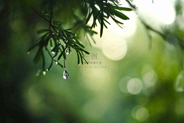 绿色树林里面下雨过后的松枝挂着水滴摄影图