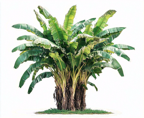 芭蕉树绿植景观白色背景摄影图