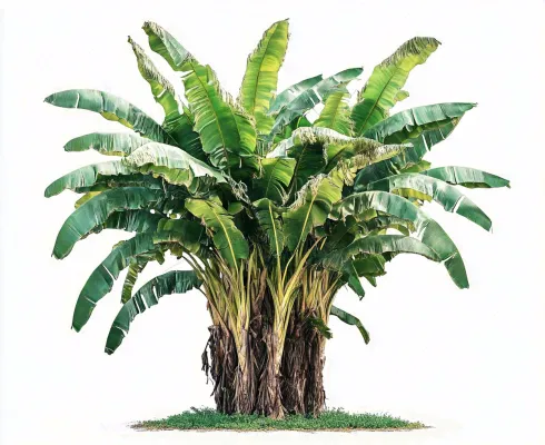 芭蕉树绿植景观白色背景摄影图 芭蕉树绿植景观白色背景摄影图