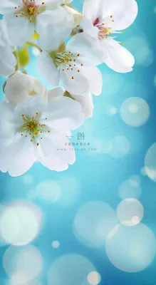 春天清新白色鲜花树枝,文艺新鲜浪漫摄影图 春天清新白色鲜花树枝,文艺新鲜浪漫摄影图