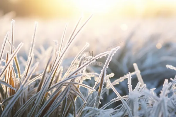 白霜植物叶子雾凇摄影图 白霜植物叶子雾凇摄影图
