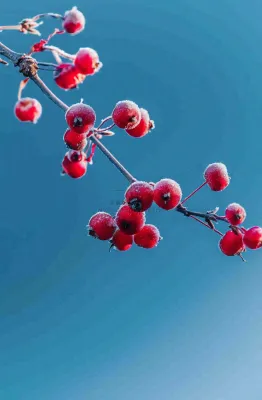 冬天白霜覆盖的红色覆盆子寒冷霜降摄影图