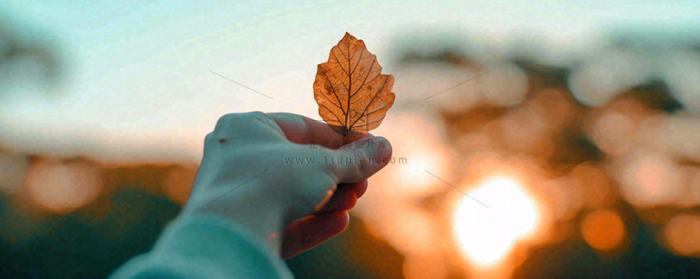 秋天手拿秋叶落日光照,温馨特写,立秋秋分摄影图 秋天手拿秋叶落日光照,温馨特写,立秋秋分摄影图