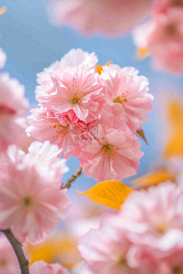 春天蓝天清新粉红桃花花朵树枝嫩叶，立春摄影图