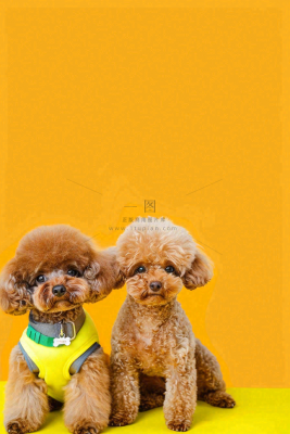 宠物美容院猫狗卡通插画背景