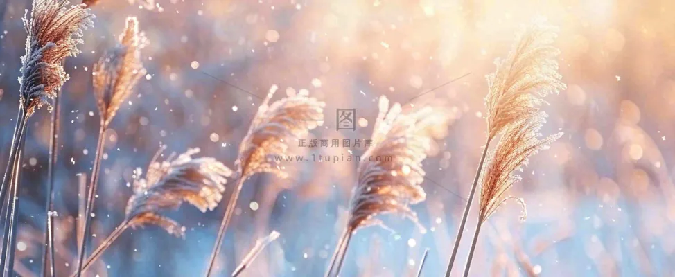 冬天下雪天的芦苇荡夕阳晚霞小雪大雪摄影图