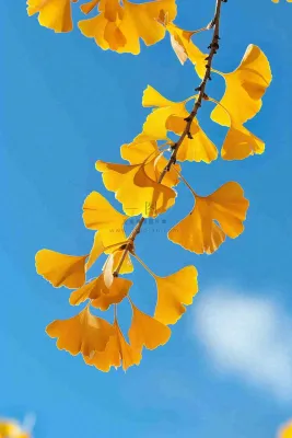 秋天黄色银杏叶树蓝色背景立秋处暑摄影图 秋天黄色银杏叶树蓝色背景立秋处暑摄影图