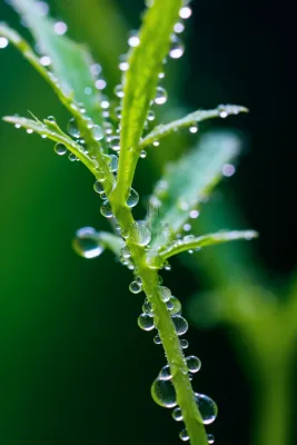 春天绿植绿叶挂着露珠水滴谷雨摄影图