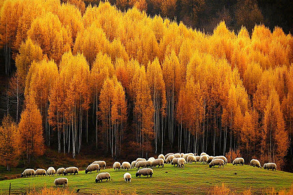 秋天风景黄色的树木森林羊群大自然风光摄影图 秋天风景黄色的树木森林羊群大自然风光摄影图