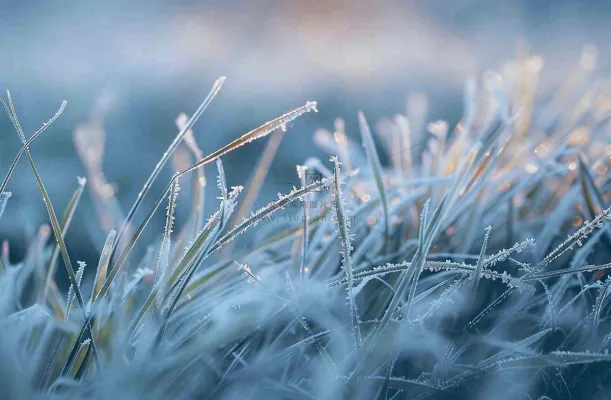 草地上绿叶雾凇泛白霜降摄影图 草地上绿叶雾凇泛白霜降摄影图