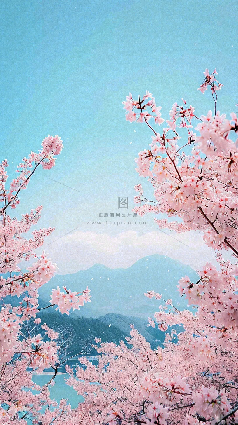 春天山河边蓝天粉色樱花花朵，惊蛰立春