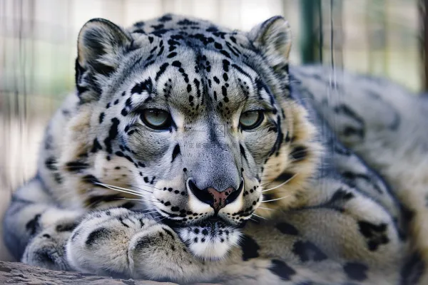 趴着休息的雪豹保护动物摄影图