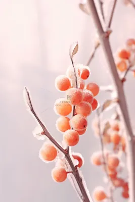大雪温馨冰枝橙色果子节气海报背景 大雪温馨冰枝橙色果子节气海报背景