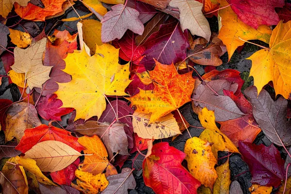 秋天金红落叶铺满地面立秋秋分摄影图 秋天金红落叶铺满地面立秋秋分摄影图