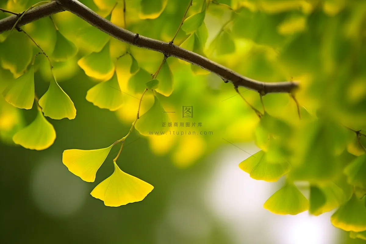 简约唯美银杏叶黄绿色背景