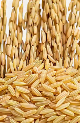 粮食稻谷米饭珍惜粮食丰收世界粮食日摄影图