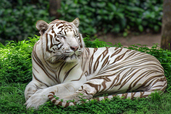 白虎动物园里趴着休息的老虎摄影图