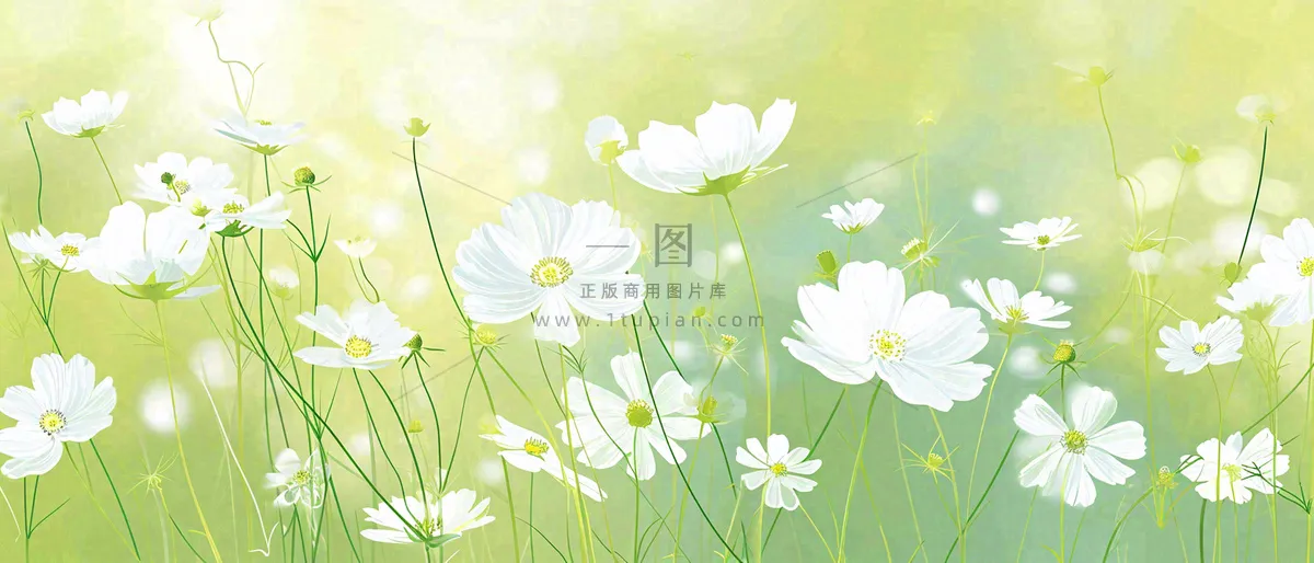 清新白色小花野花野草春天萌芽手绘，春分