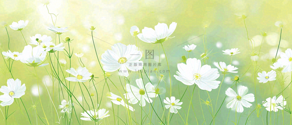 清新白色小花野花野草春天萌芽手绘，春分