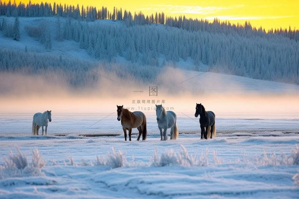 冬季白雪覆盖山体马动物放养摄影图