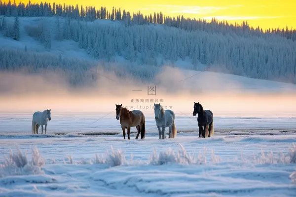冬季白雪覆盖山体马动物放养摄影图