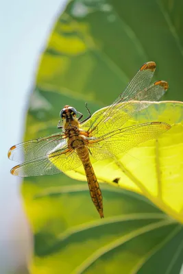 蜻蜓绿叶上停留的竹蜻蜓昆虫春天摄影图