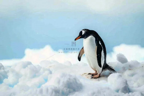 冰雪天地的企鹅寒冷动物摄影图