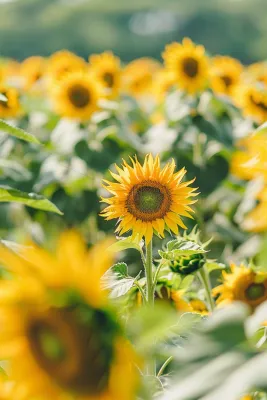 向日葵向阳鲜花摄影图 向日葵向阳鲜花摄影图