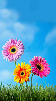 春天蓝天白云草坪鲜花，五彩缤纷鲜艳摄影图