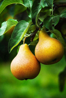 梨树成熟的梨子水果可口摄影图 梨树成熟的梨子水果可口摄影图