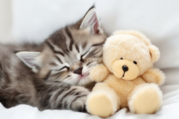 小猫咪抱着玩偶躺着床上睡觉摄影图