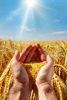 金黄的稻田手捧粮食珍惜粮食芒种世界粮食日摄影图 金黄的稻田手捧粮食珍惜粮食芒种世界粮食日摄影图