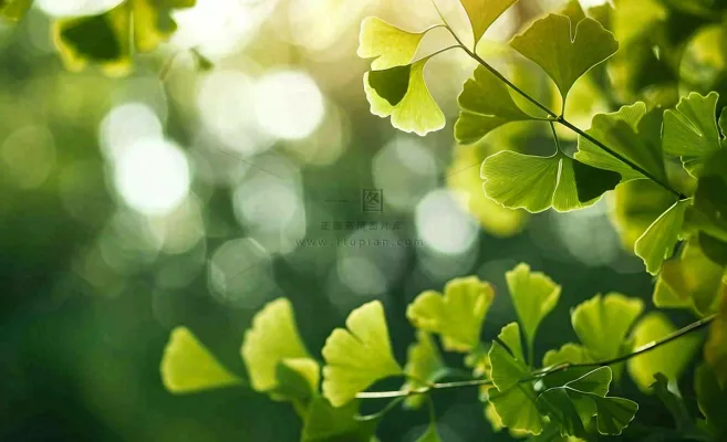 夏天绿色银杏叶树枝阳光小清新唯美小暑大暑处暑摄影图