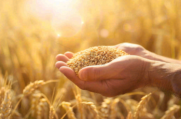 金黄的稻田手捧粮食珍惜粮食芒种世界粮食日摄影图 金黄的稻田手捧粮食珍惜粮食芒种世界粮食日摄影图