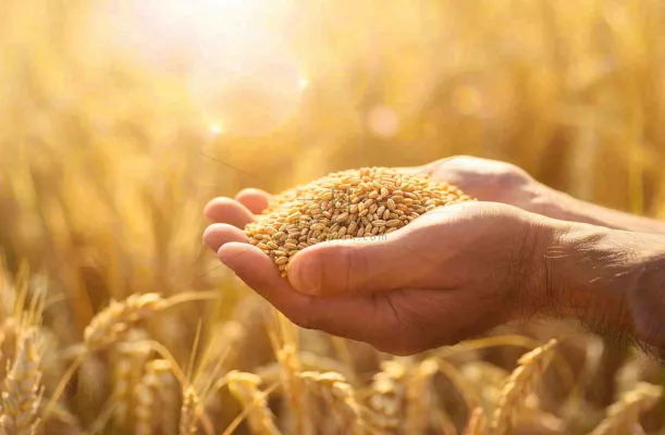 金黄的稻田手捧粮食珍惜粮食芒种世界粮食日摄影图 金黄的稻田手捧粮食珍惜粮食芒种世界粮食日摄影图