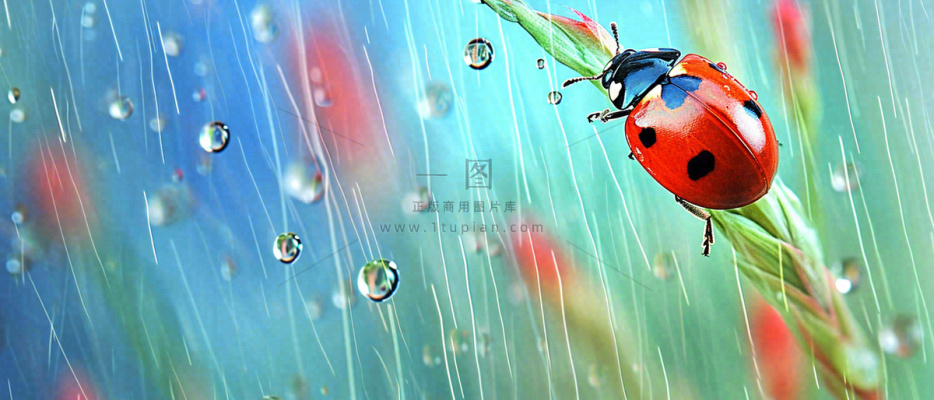 雨天雨水水珠上七星瓢虫动物爬行，彩色渐变摄影图