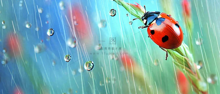 雨天雨水水珠上七星瓢虫动物爬行，彩色渐变摄影图