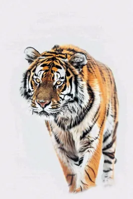 东北虎冬天雪地里的老虎摄影图