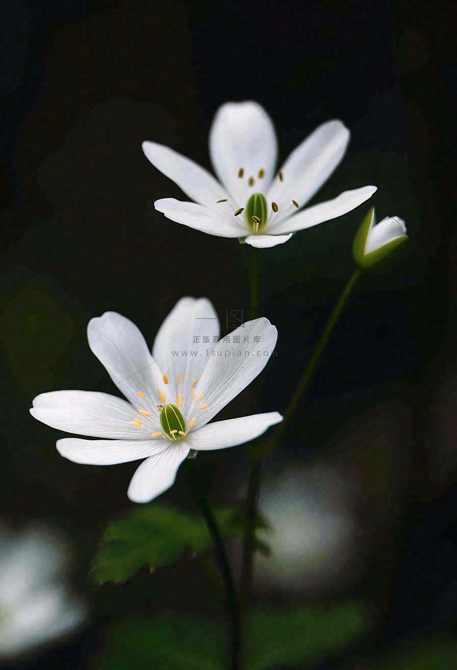 春天盛开的小白花小清新立春春分摄影图