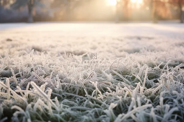 白霜覆盖着草地清晨摄影图