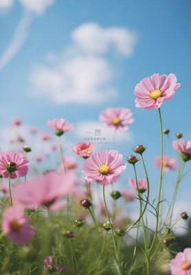 春夏蓝天白云花草绚丽摄影海报素材背景