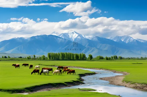 一群牛在郁郁葱葱的绿色田野上吃草非常美丽的风景摄影图